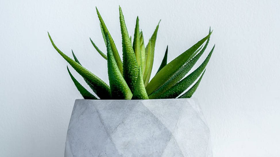 Cactus in concrete decorative bucket