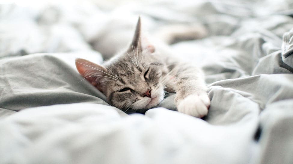 Cat sleeping in bed