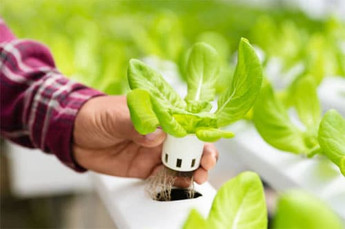 Indoor Garden with Smart Gardening