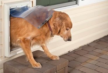 Hund durch Hundeklappe