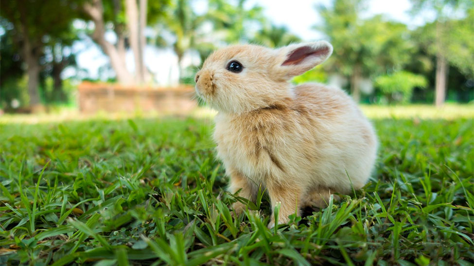 Haustier Kaninchen auf dem Gras