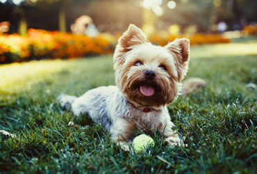 Haustier Hund spielt in Garten mit Ball