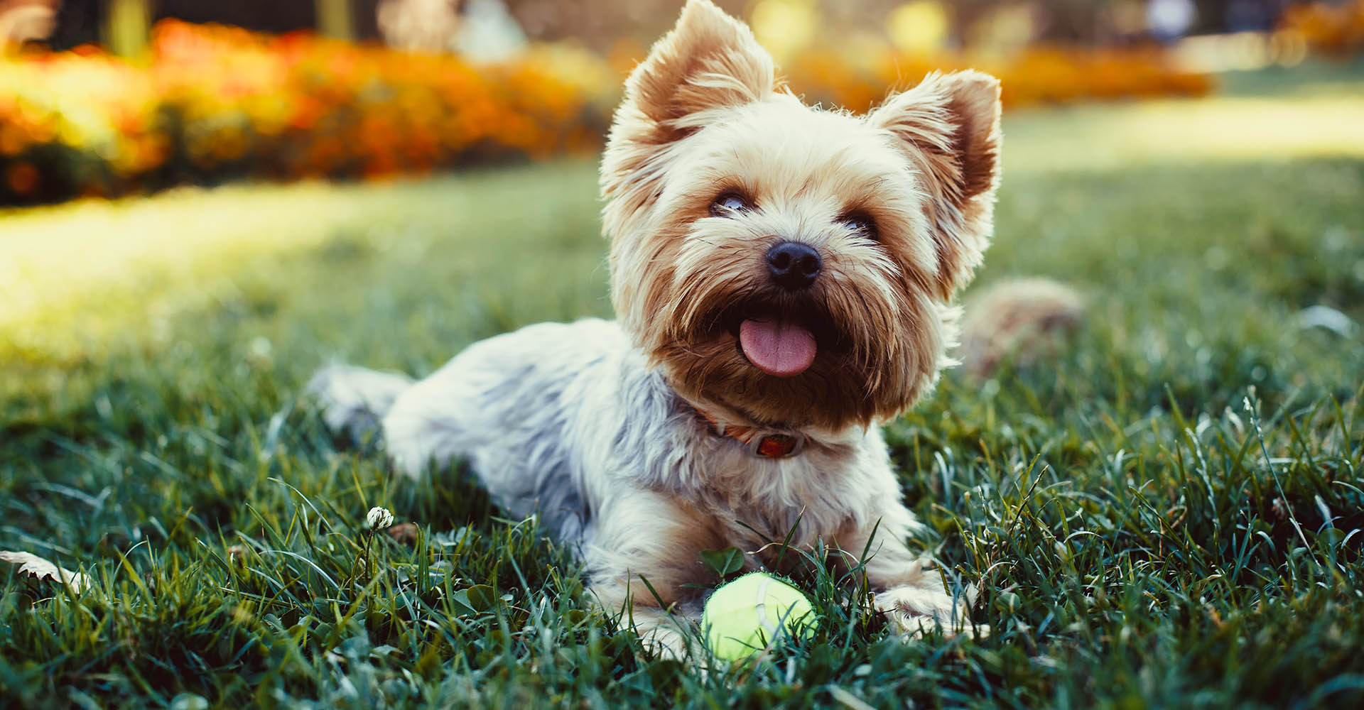 Haustier Hund spielt in Garten mit Ball