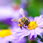 Biene auf bienenfreundliche Pflanze