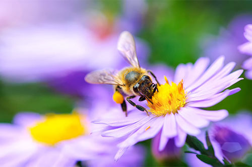 Biene auf bienenfreundliche Pflanze