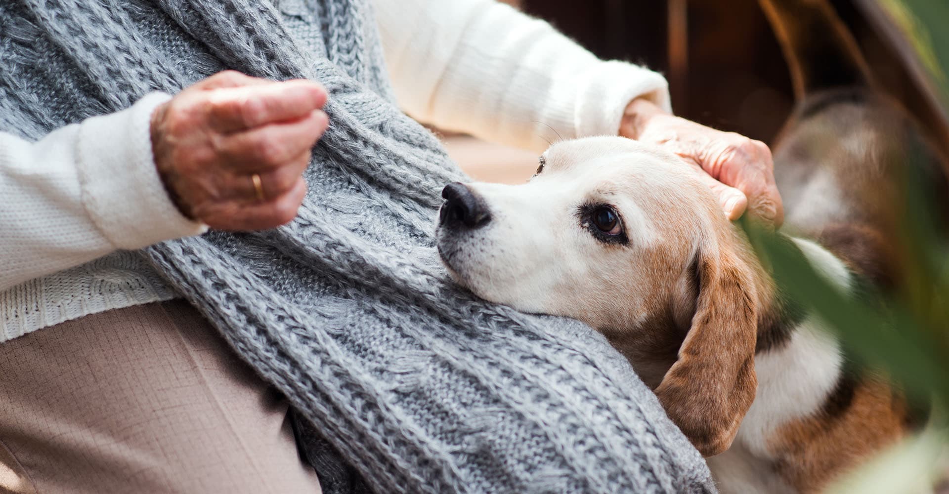 Hund Schnupfen Symptome und Behandlungsmöglichkeiten