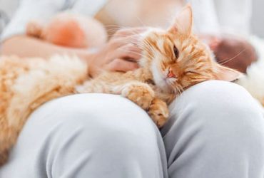 Katze entspannt auf Schoß von Frauchen