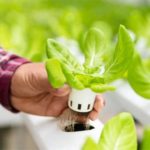 Indoor Garten mit Smart Gardening
