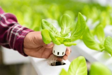 Indoor Garten mit Smart Gardening