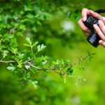 Mit Kompaktkamera im Garten fotografieren