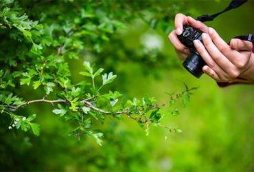 Mit Kompaktkamera im Garten fotografieren
