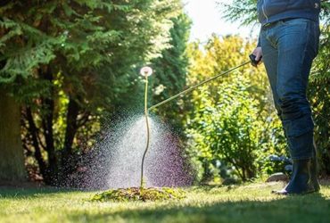 Mann besprüht in Garten Pflanzen mit Rasenunkrautvernichter