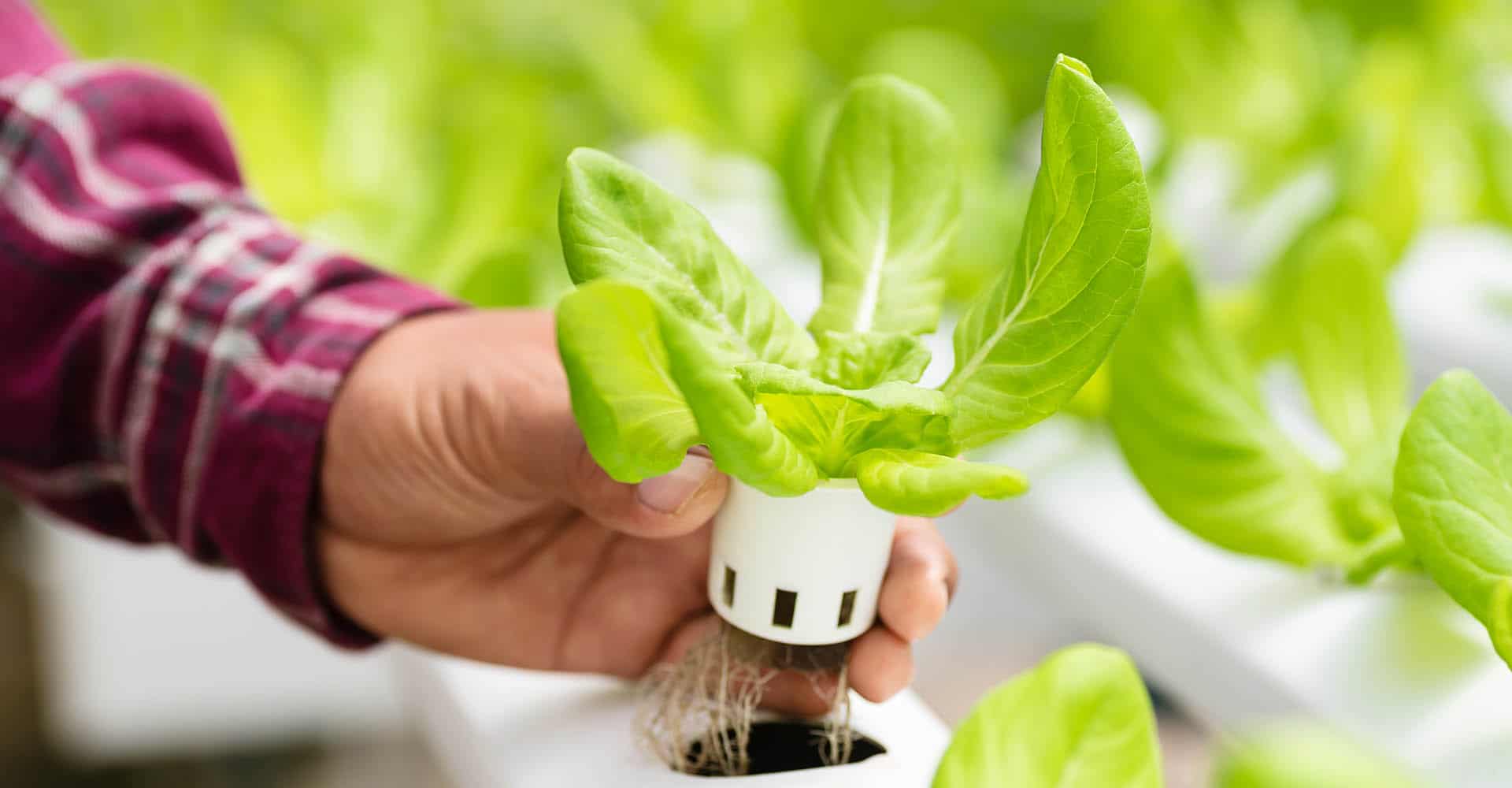 Indoor Garten mit Smart Gardening - Indoor Garten Tipps