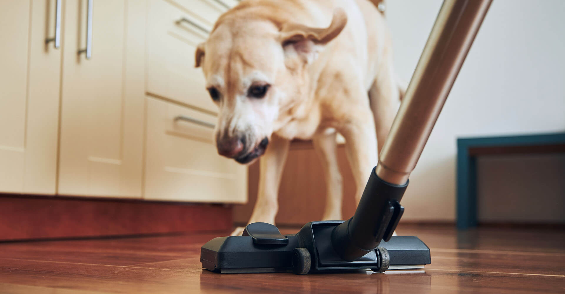 Frau putzt vor Hund mit Staubsauger für Tierhaare
