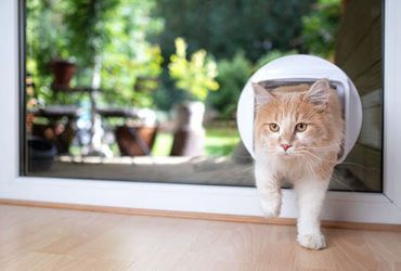 Katze betritt Haus durch Katzenklappe