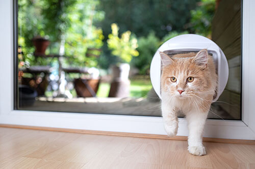 Katze betritt Haus durch Katzenklappe