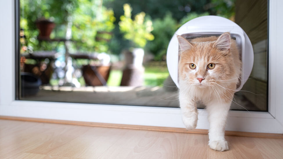 Katze betritt Haus durch Katzenklappe